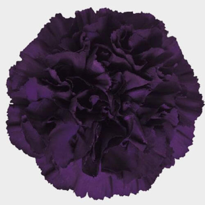Deep Purple Carnation