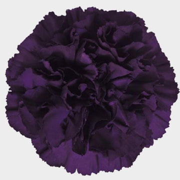 Deep Purple Carnation
