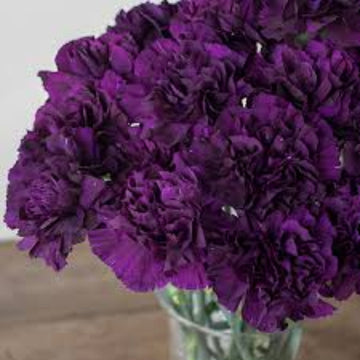 Deep Purple Carnation