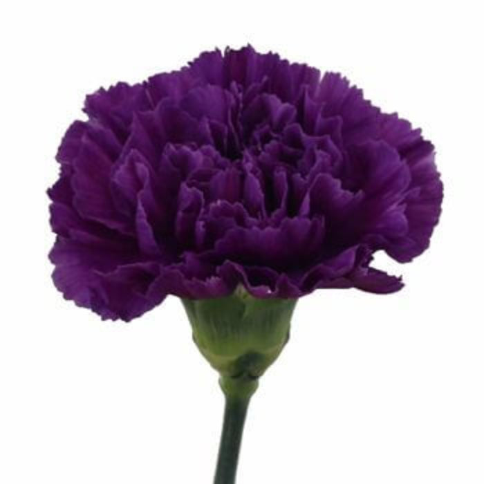 Deep Purple Carnation
