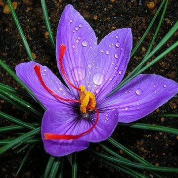 Deep Purple Crocus Seeds