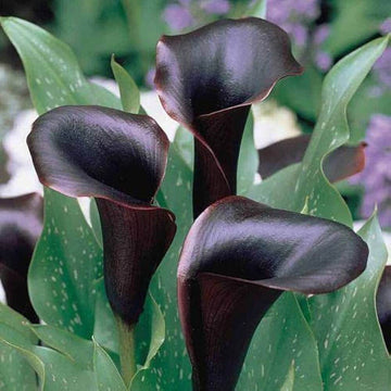 Deep Purple calla lily seeds