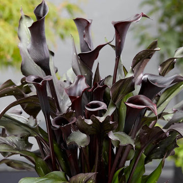 Deep Purple calla lily seeds