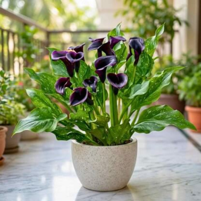 Deep Purple calla lily seeds