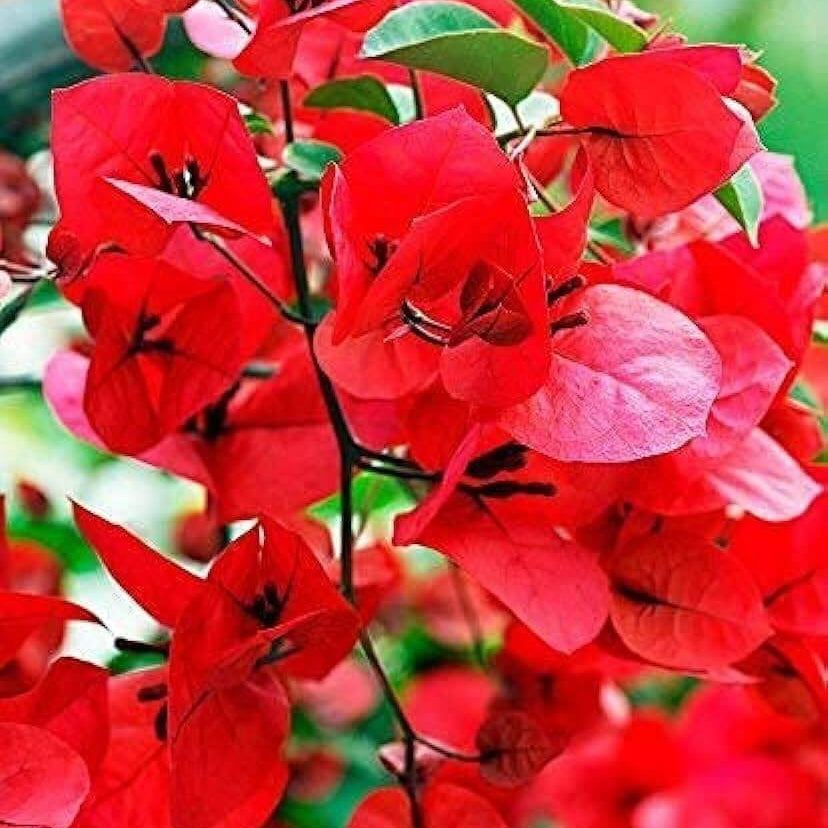 Deep Red Bougainvillea Seeds - Flower Plant