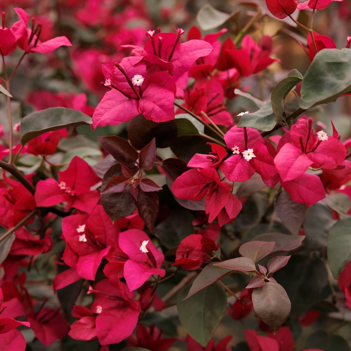 Deep Red Bougainvillea Seeds - Flower Plant