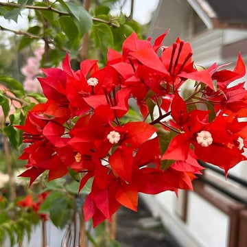 Deep Red Bougainvillea Seeds - Flower Plant
