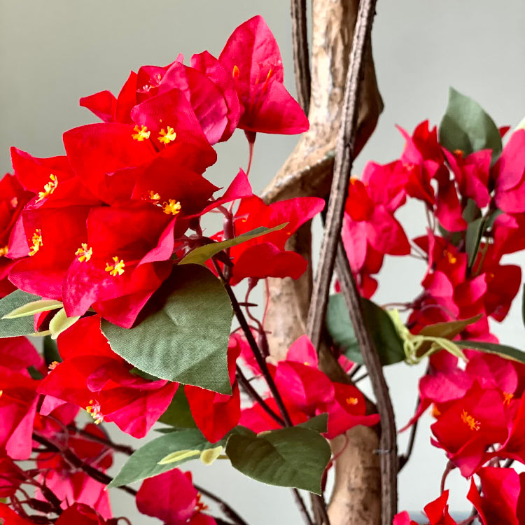 Deep Red Bougainvillea Seeds - Flower Plant