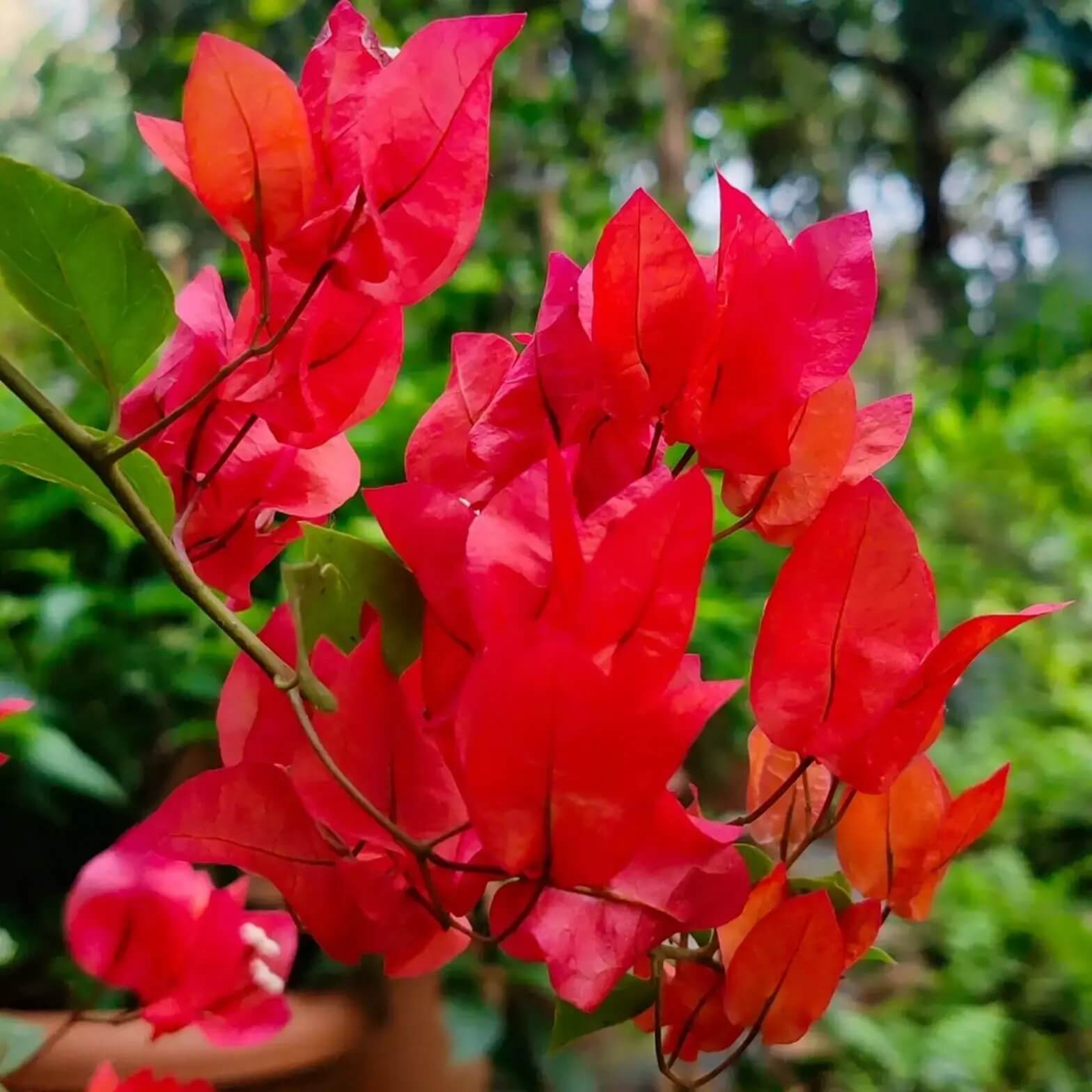 Deep Red Bougainvillea Seeds - Flower Plant