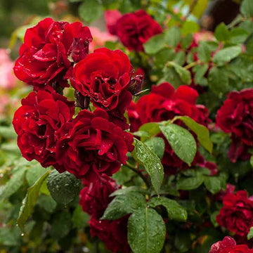 Deep Red Climbing Rose Seeds - Flower Plant
