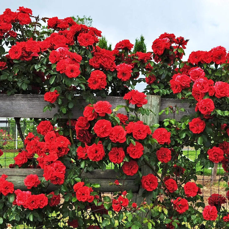 Deep Red Climbing Rose Seeds - Flower Plant