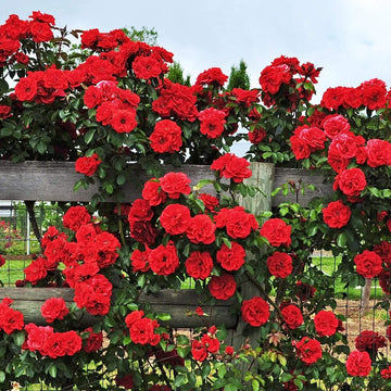 Deep Red Climbing Rose Seeds - Flower Plant