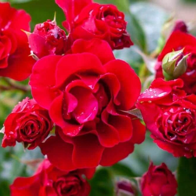 Deep Red Climbing Rose Seeds - Flower Plant