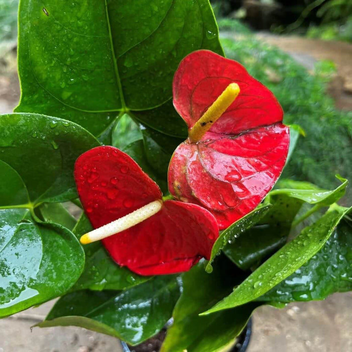 Deep Red anthurium Seeds