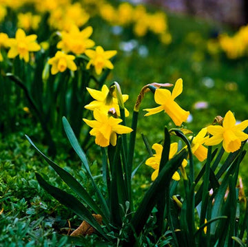 Deep Yellow Daffodil Seeds