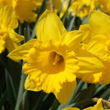 Deep Yellow Daffodil Seeds