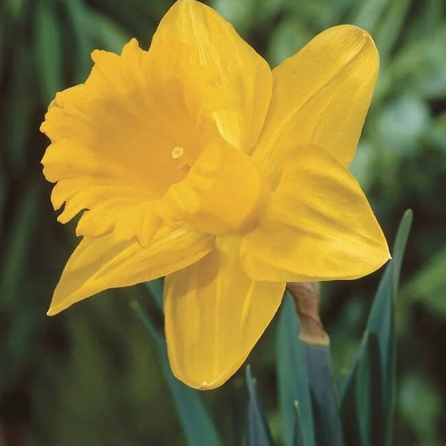 Deep Yellow Daffodil Seeds