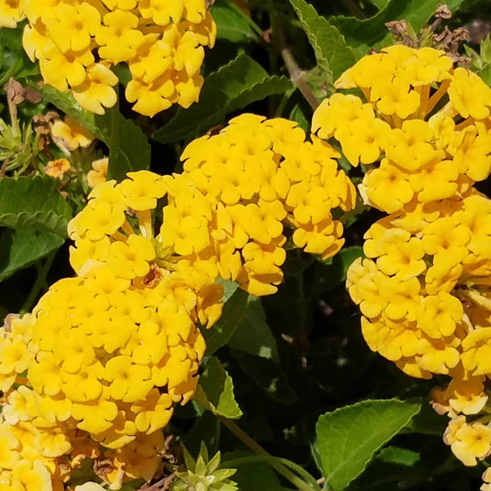 Deep Yellow Lantana  Seeds - Flower Plant