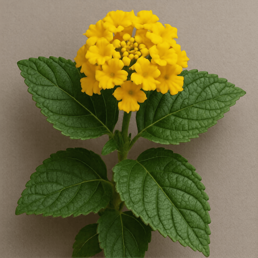 Deep Yellow Lantana  Seeds - Flower Plant