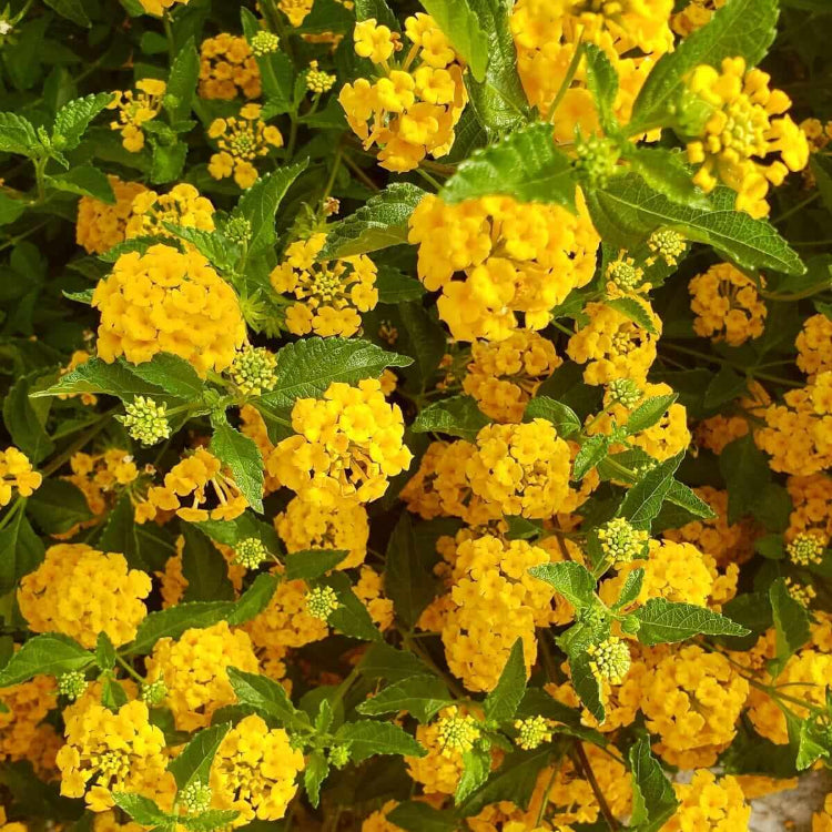Deep Yellow Lantana  Seeds - Flower Plant