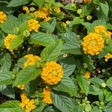 Deep Yellow Lantana  Seeds - Flower Plant
