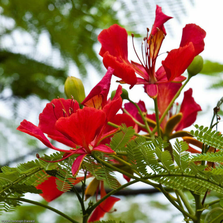 Delonix Regia Flamboyant Flame Tree Seeds