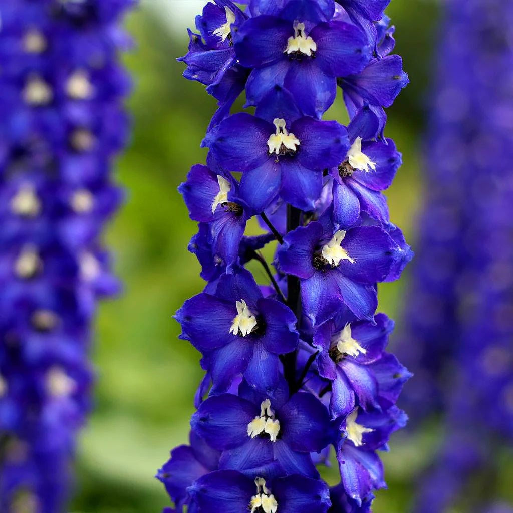 Delphinium Seeds – Blue Candle Larkspur
