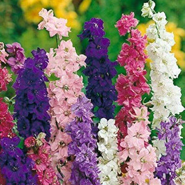 Delphinium Consolida Seeds – Giant Imperial Mix
