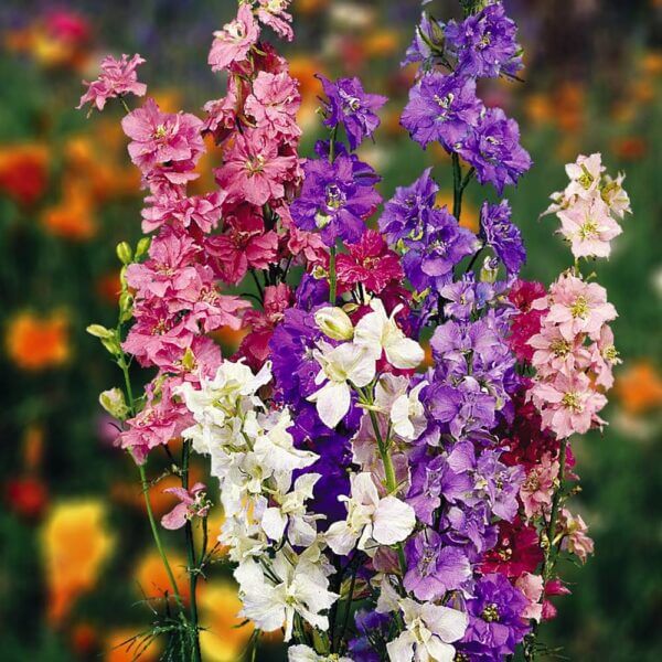Delphinium Consolida Seeds – Giant Imperial Mix
