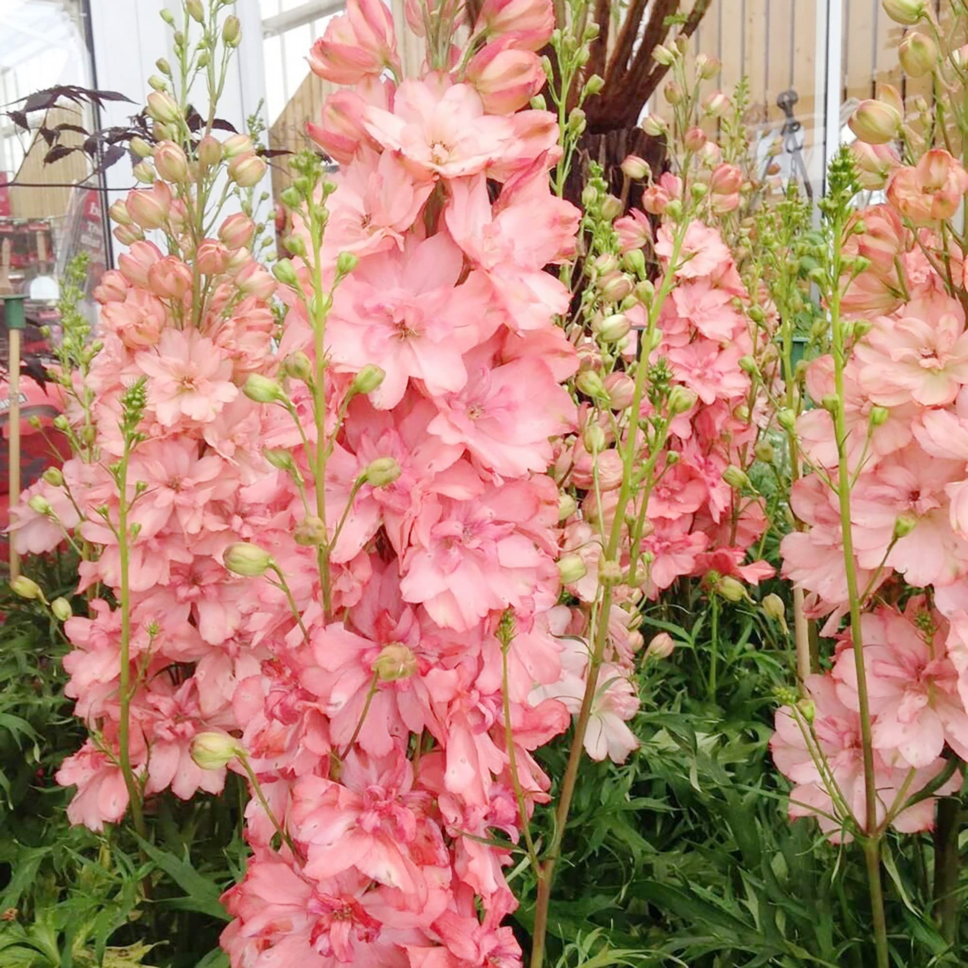 Delphinium – Pink
