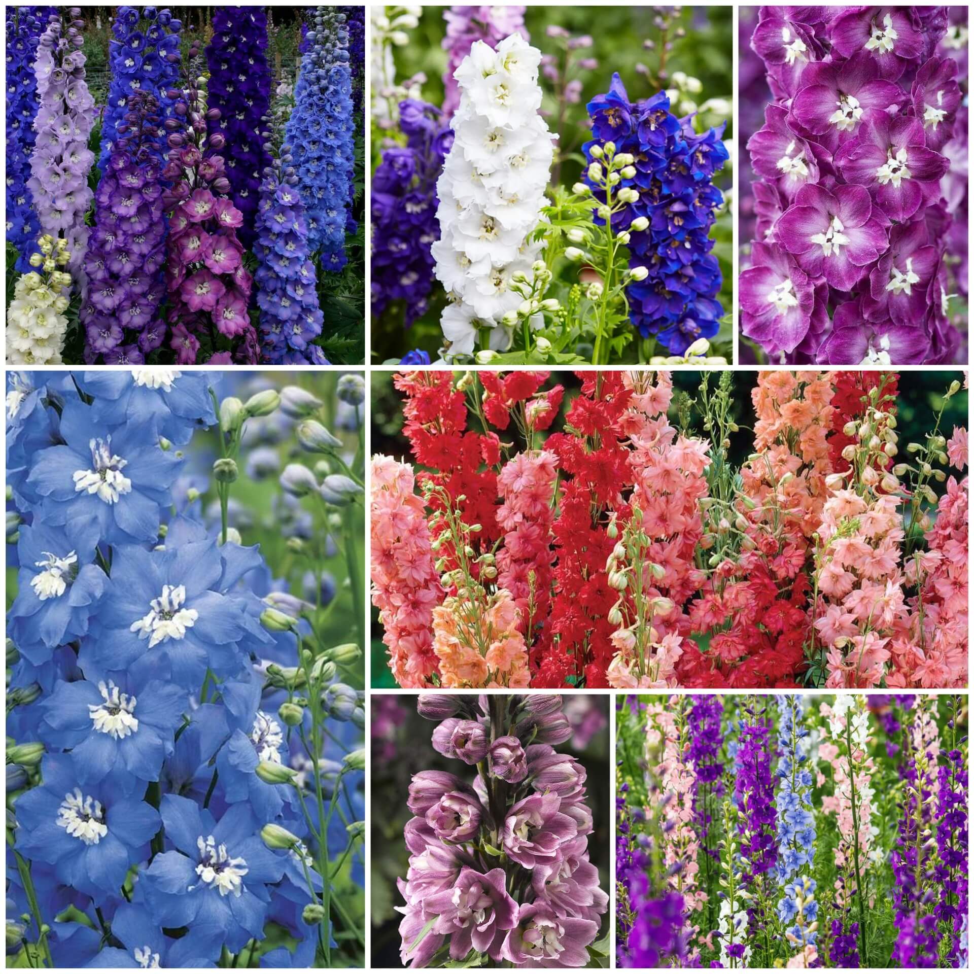 Delphinium Seeds - All In One For Home Gardens