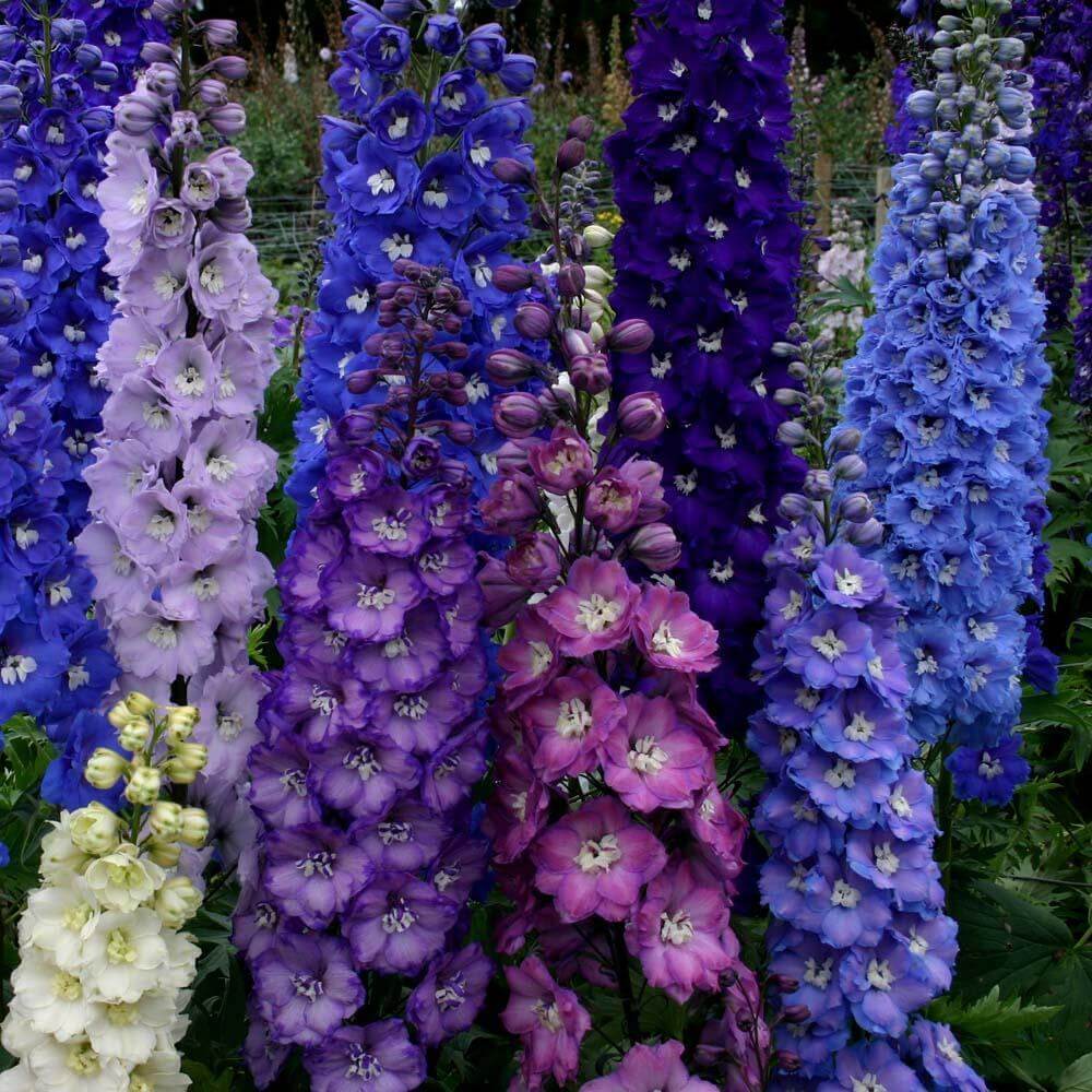 Delphinium Seeds - All In One For Home Gardens