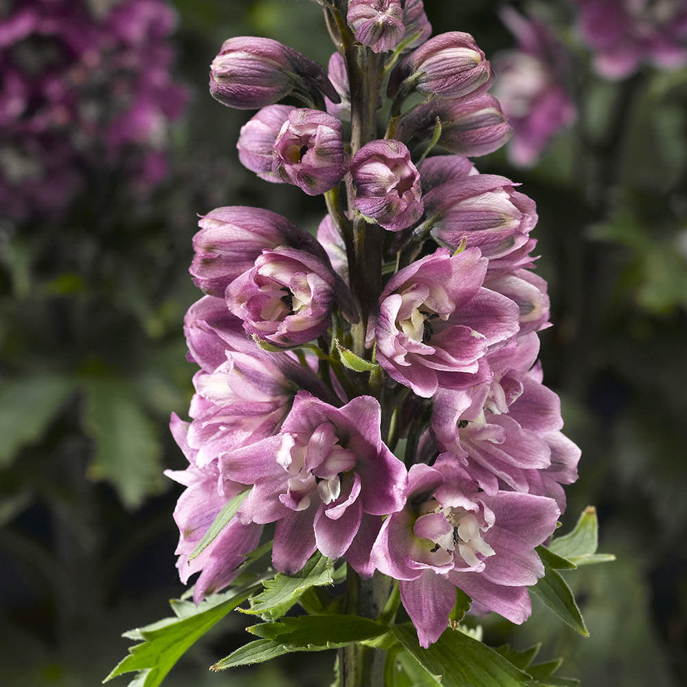 Delphinium Seeds - All In One For Home Gardens