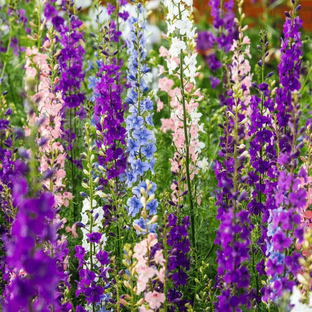 Delphinium Seeds - All In One For Home Gardens
