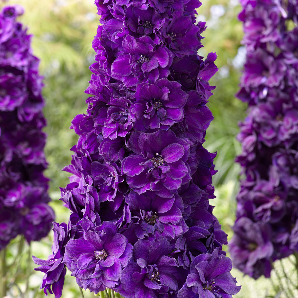 Delphinium Seeds – Black Knight