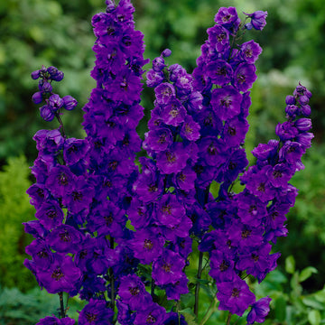 Delphinium Seeds – Black Knight