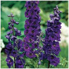 Delphinium Seeds – Black Knight