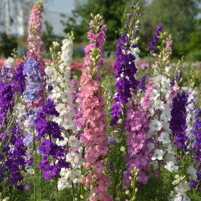 Delphinium Seeds – Tall
