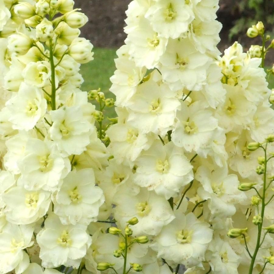 Delphinium Seeds – Yellow