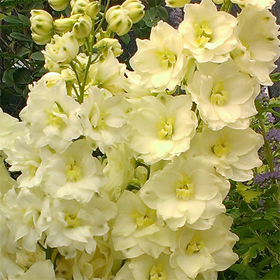 Delphinium Seeds – Yellow 