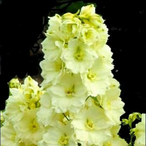 Delphinium Seeds – Yellow