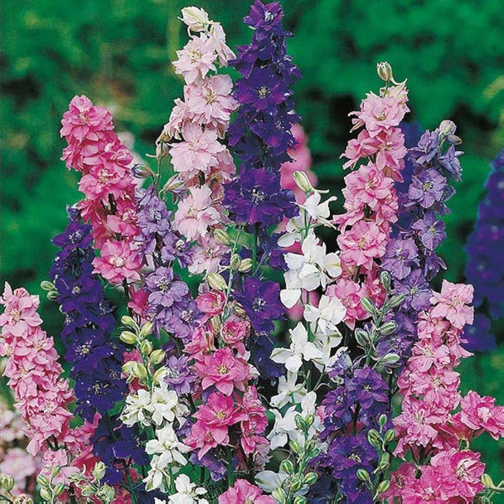 Delphinium Seeds – Tall
