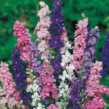 Delphinium Seeds – Tall
