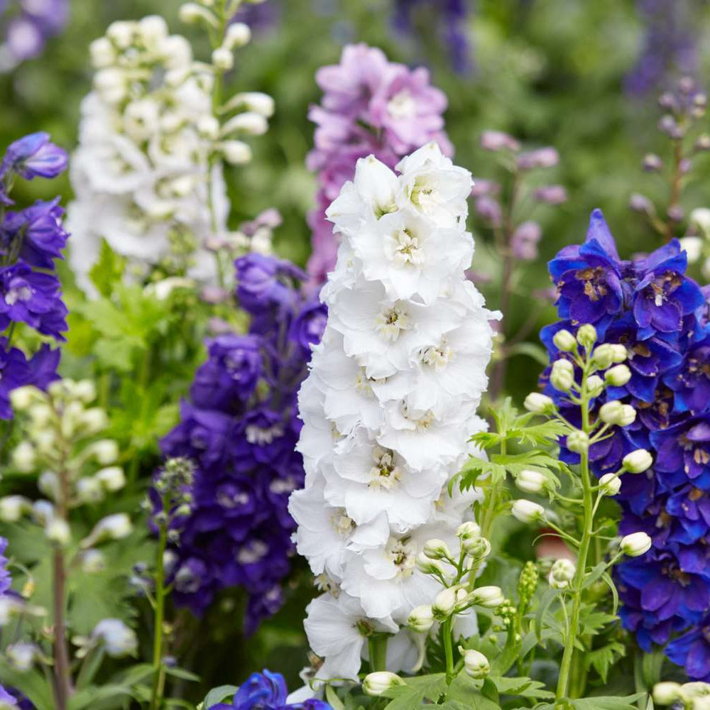Delphinium Seeds – Tall
