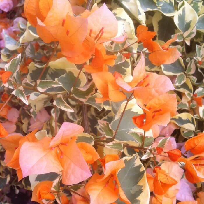 Delta Dawn Bougainvillea Seeds - Flower Plant