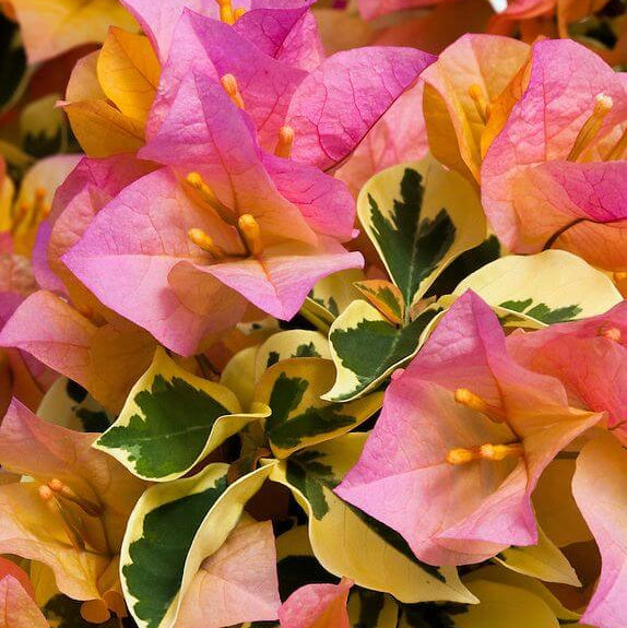 Delta Dawn Bougainvillea Seeds - Flower Plant