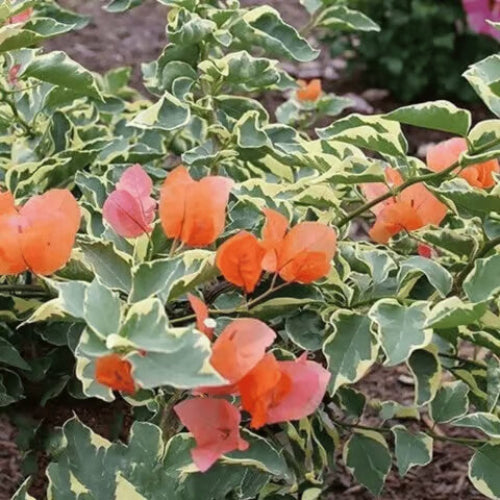 Delta Dawn Bougainvillea Seeds - Flower Plant