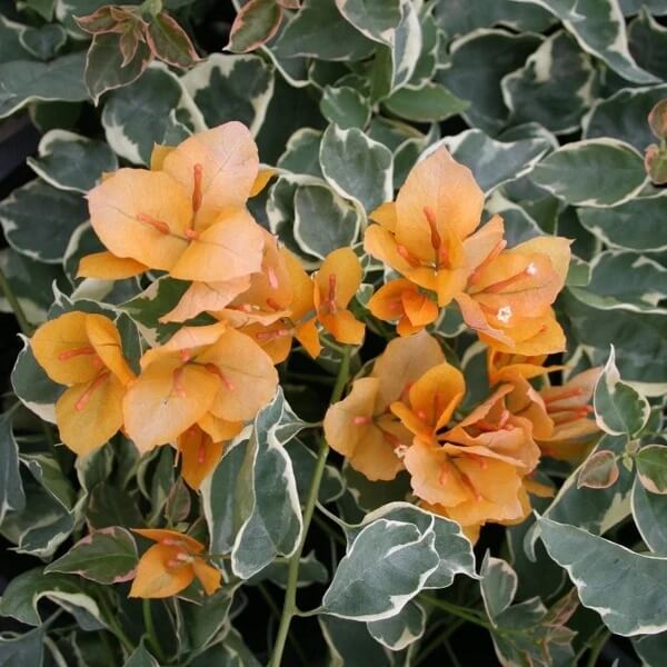 Delta Dawn Bougainvillea Seeds - Flower Plant