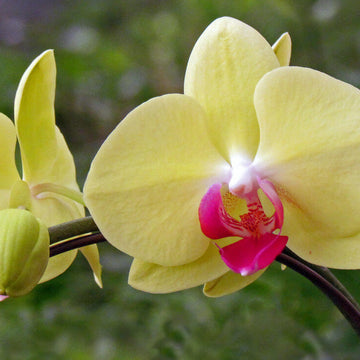 Dendrobium Orchid Seeds – Light Yellow