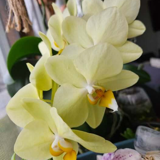 Dendrobium Orchid Seeds – Light Yellow